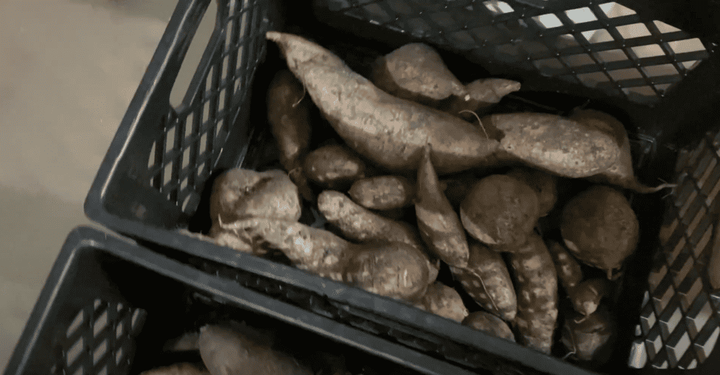 curing sweet potato